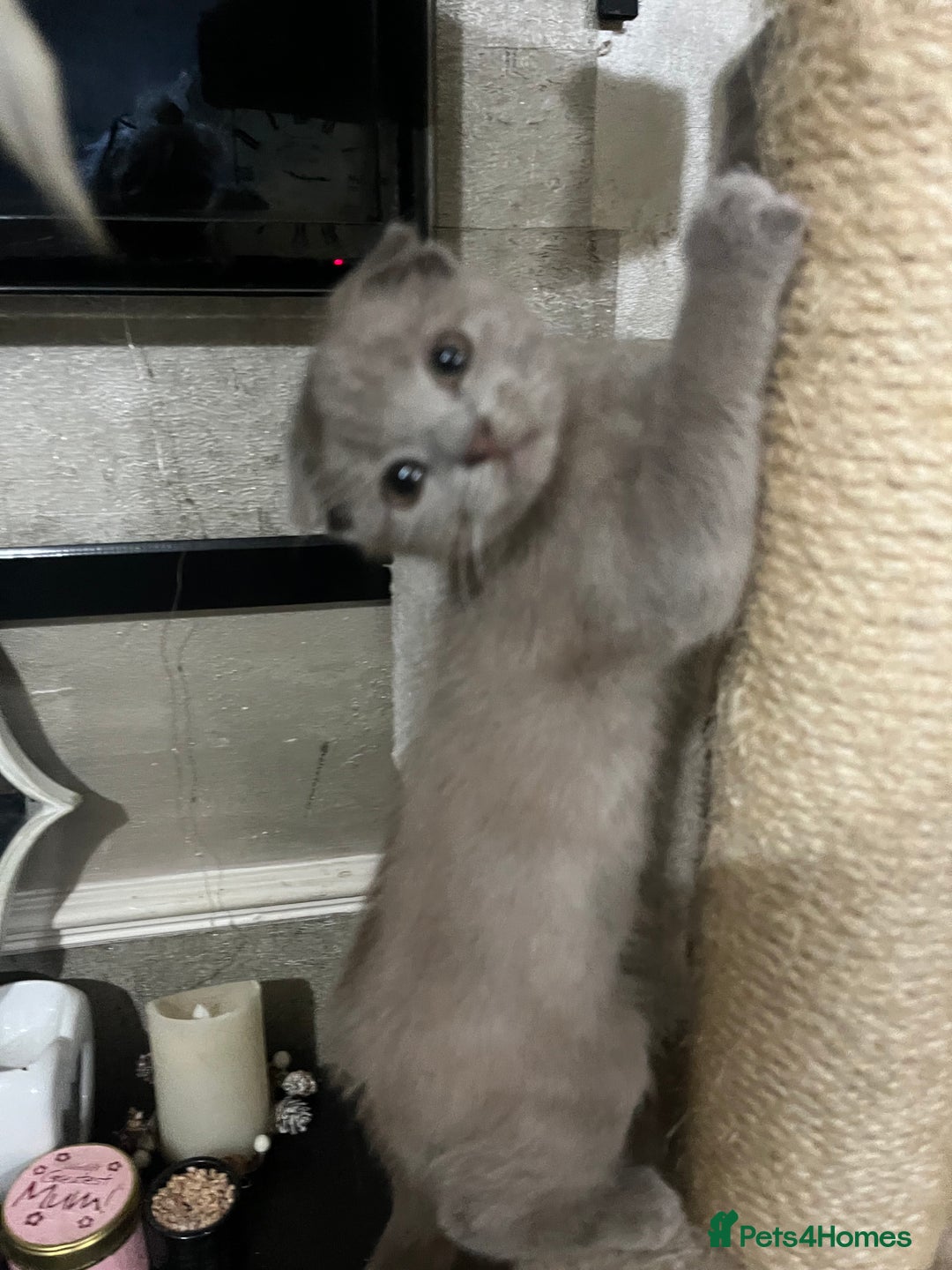 Scottish Fold cats for sale: Scottish fold kittens for sale  - Image 1