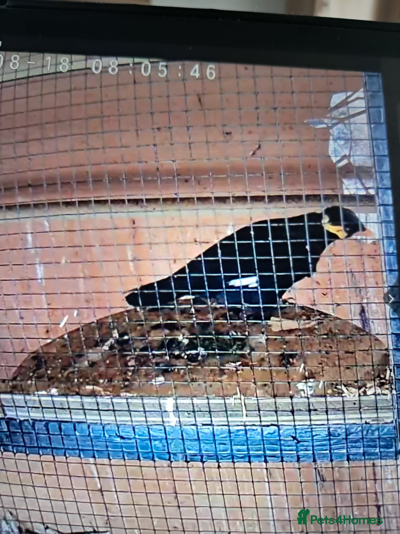 Softbills birds Pair of Indian hill mynah birds - Advert 1