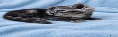 Bluey-black silver grey