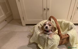 Cocker Spaniel dogs for sale: Cocker spaniel puppies  - Advert 2