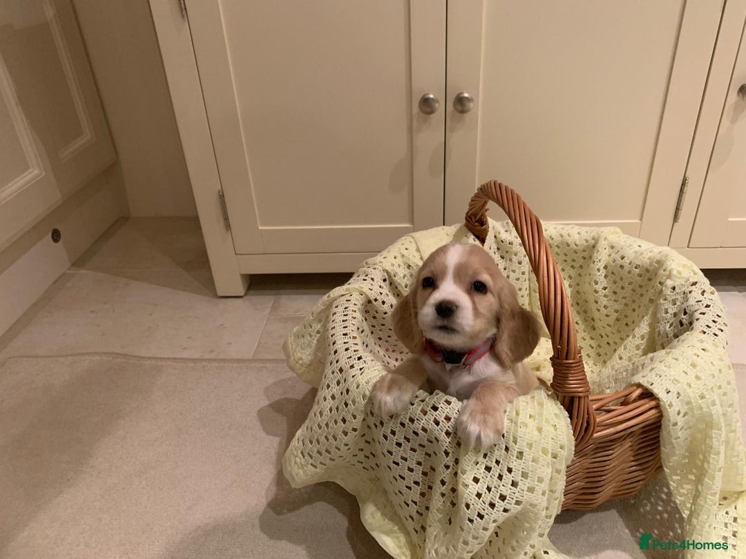 Cocker Spaniel dogs for sale: Cocker spaniel puppies  - Advert 2