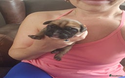 Boxer dogs for sale: 🌟KC REG BOBTAIL BOXER PUPS🌟 - Image 12