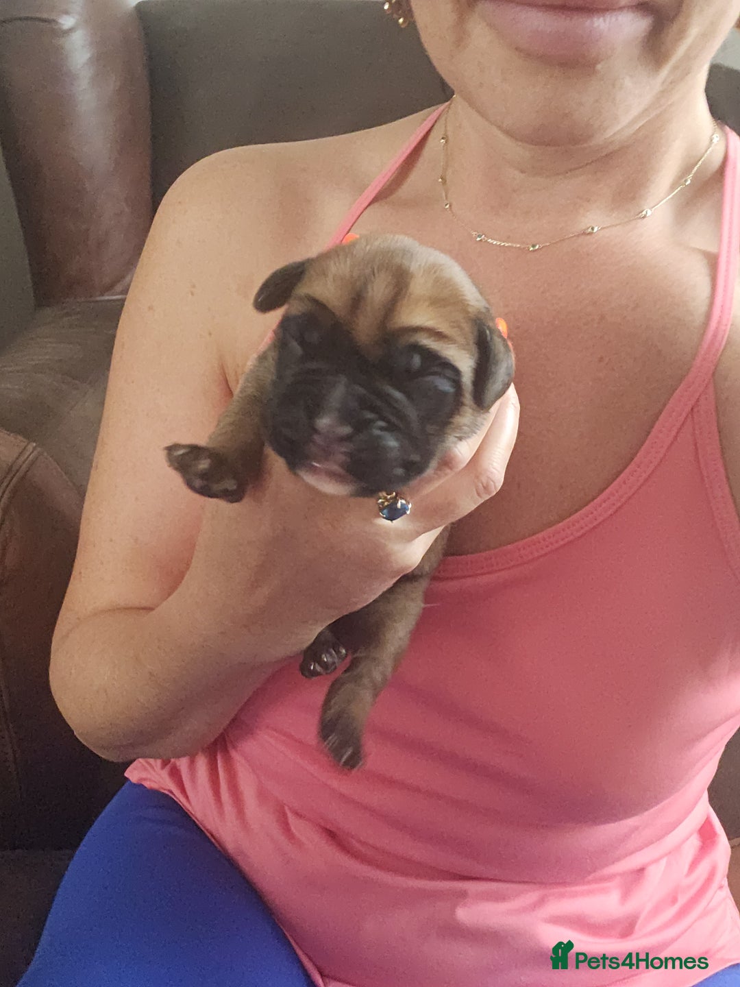 Boxer dogs for sale: 🌟KC REG BOBTAIL BOXER PUPS🌟 - Image 12