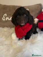 Cockapoo dogs - Advert 1