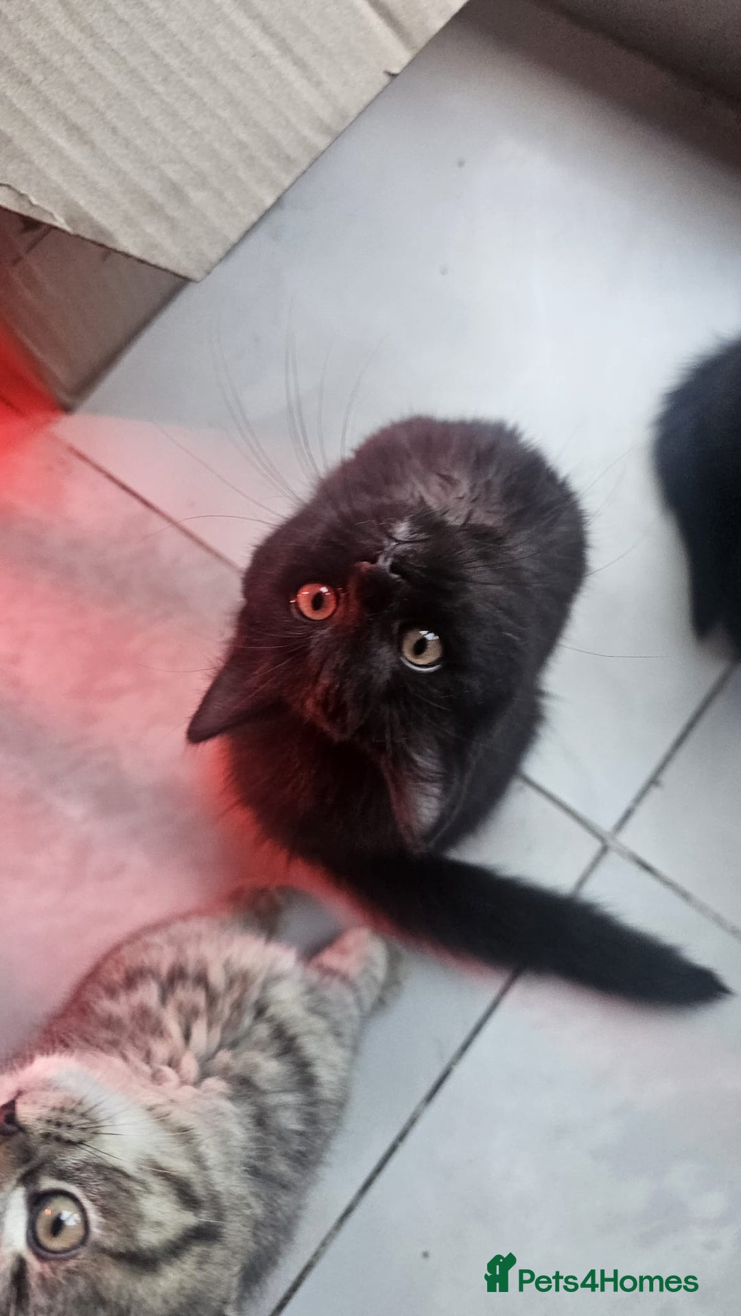 British Shorthair cats for sale: Glorious Pure BSH Kittens Ready Now! - Advert 19