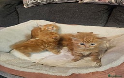 Maine Coon cats for sale: Maine Coone  - Image 5