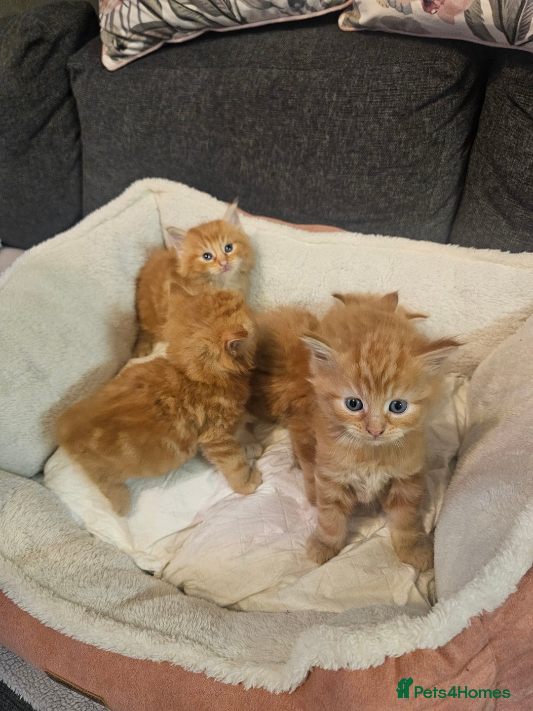 Maine Coon cats for sale: Maine Coone  - Image 5