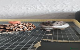 Rat rodents for sale: dwarf hamster  - Image 3
