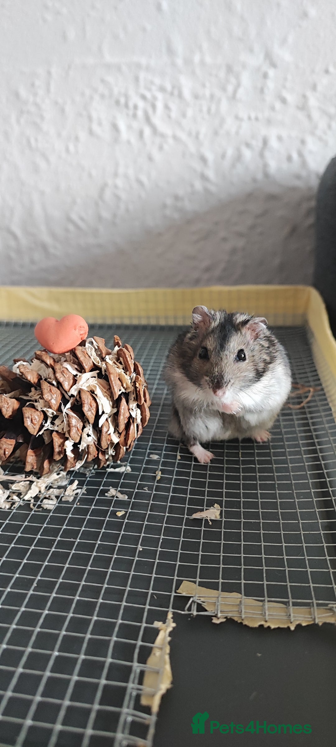 Rat rodents for sale: dwarf hamster  - Image 3