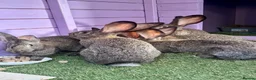 Continental Giant rabbits for sale: 5 giant continental bucks  - Advert 5