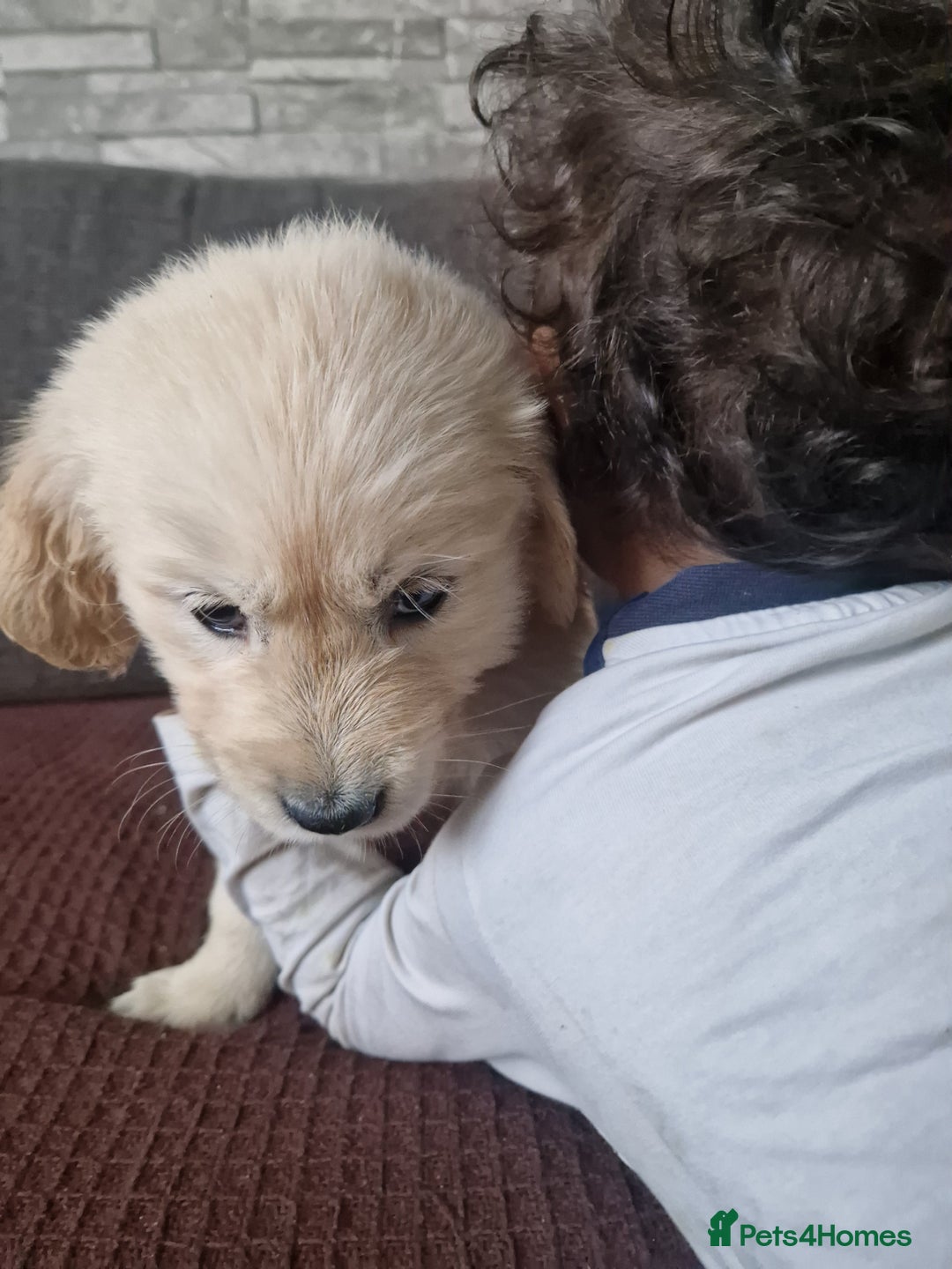 Golden Retriever dogs for sale: Kc Golden retriver,  READY 20. DEC. - Advert 3