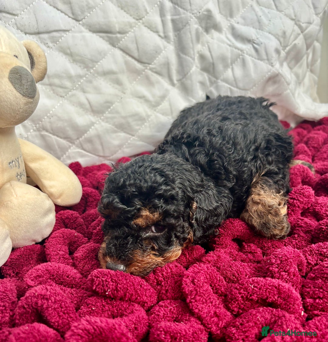 Toy Poodle dogs for sale: KC registered toy poodles - Advert 26