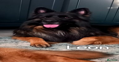 German Shepherd dogs - Advert 3