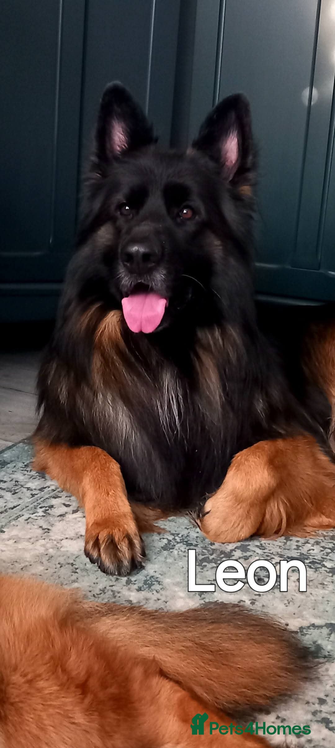 German Shepherd dogs for sale: German shepard puppies for sale - Image 13