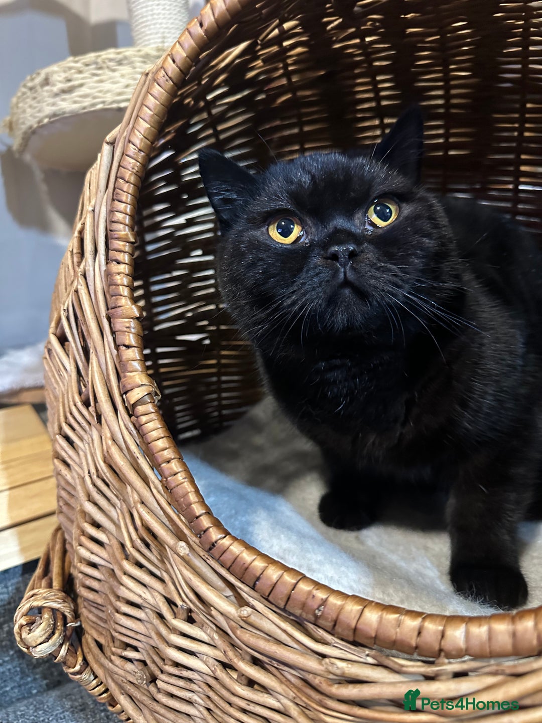 British Shorthair cats for sale: GCCF Registered British Short Hair Male  - Advert 6