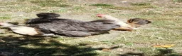 Chickens poultry for sale: Satin Silkie Mum with her 2 serama chicks  - Advert 4