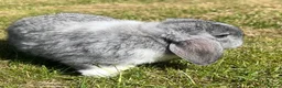 Mini Lop rabbits for sale: Beautiful Mini Lops - Advert 15