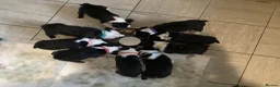 Boston Terrier dogs for stud: PROVEN RED KC REG BOSTON TERRIER  - Advert 4