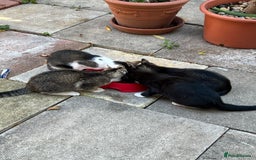 Domestic Shorthair cats for sale: Ekaterine  - Image 1