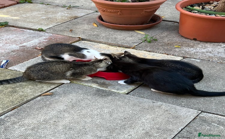 Domestic Shorthair cats - Advert 1