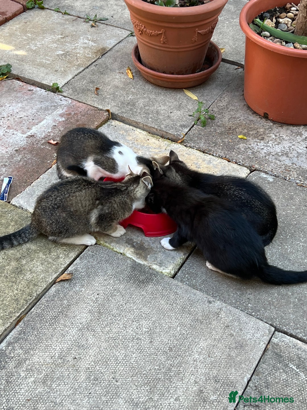 Domestic Shorthair cats for sale: Ekaterine  - Image 1