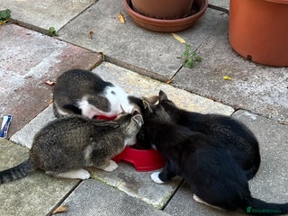 Domestic Shorthair cats - Advert 9