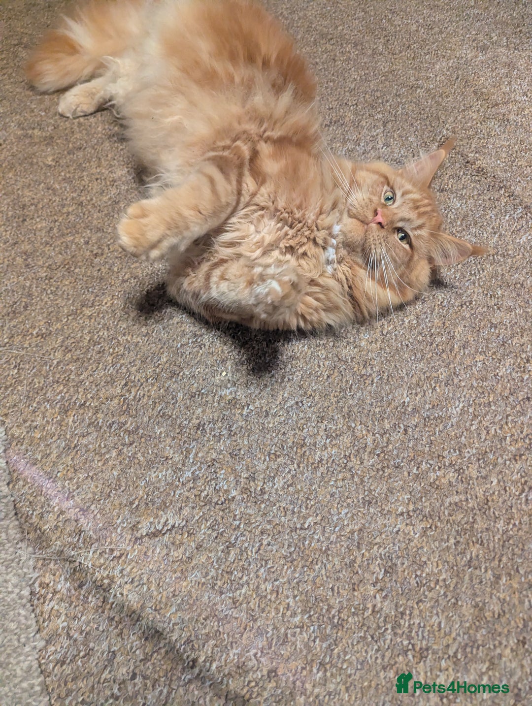 Maine Coon cats for sale: Maine coon  - Advert 8