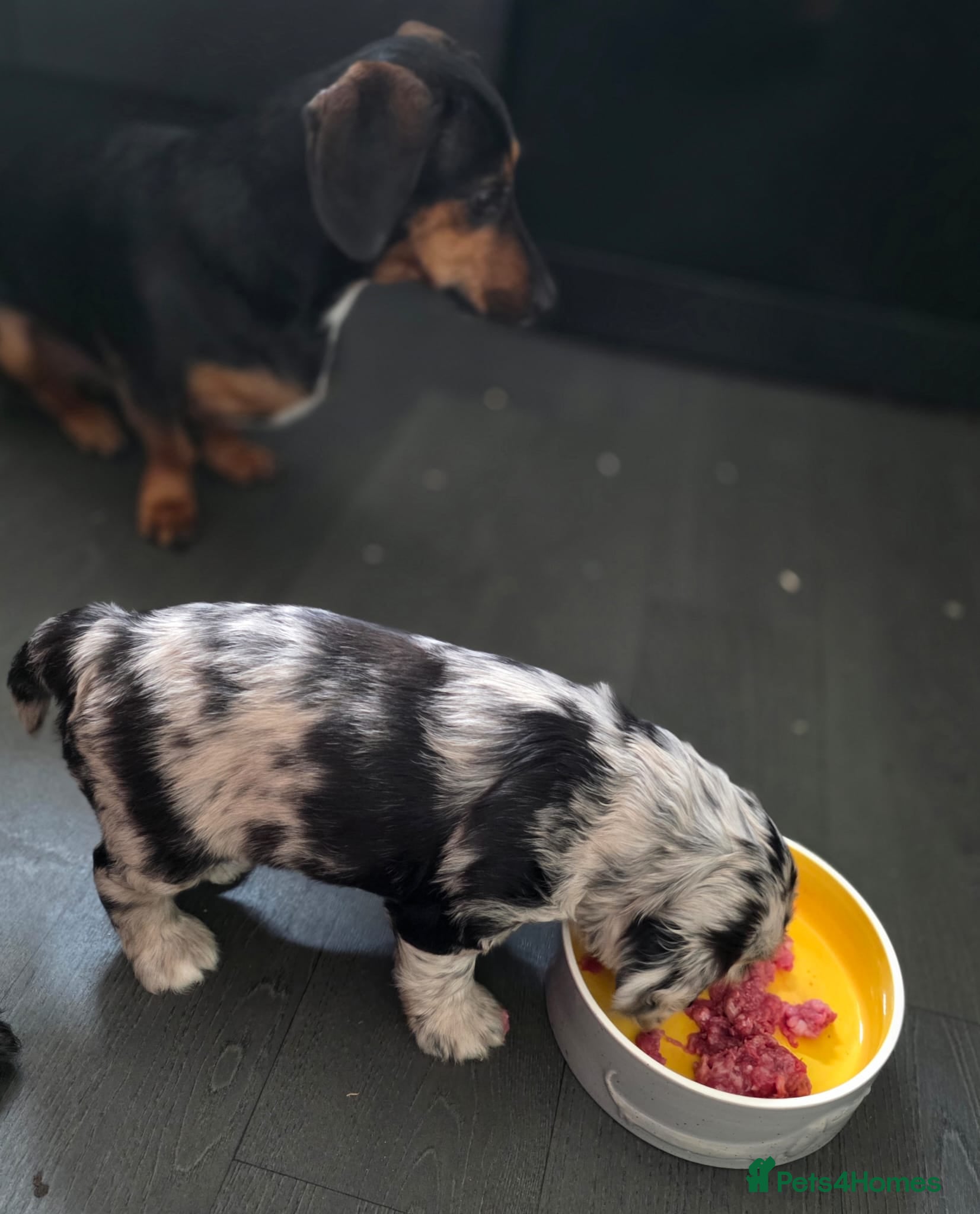 Cockapoo dogs for sale: Vet Health checked Cockapoo Puppies - Advert 19