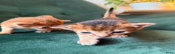 Abyssinian cats for sale: Abyssinian Kitten Boy Tica Show Quality  - Advert 20