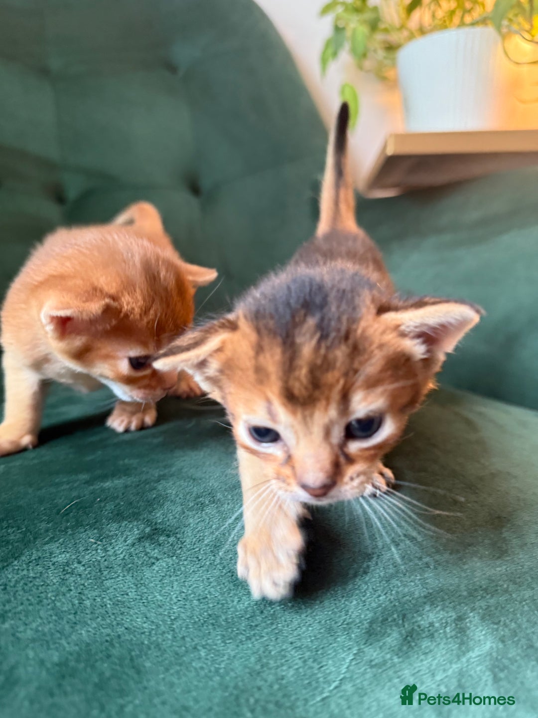 Abyssinian cats for sale: Abyssinian Kitten Boy Tica Show Quality  - Advert 20