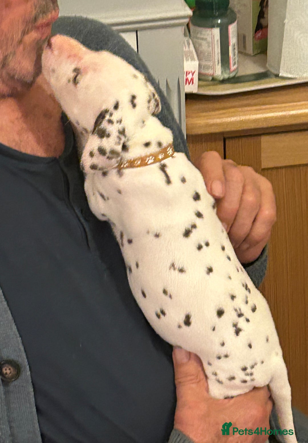 Dalmatian dogs for sale: Dalmatian Puppies - Advert 4