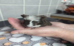 Guinea Pig rodents for sale: 4 baby boy guinea pigs  - Image 9