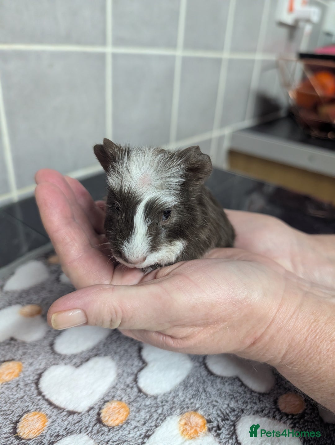 Guinea Pig rodents for sale: 4 baby boy guinea pigs  - Image 9