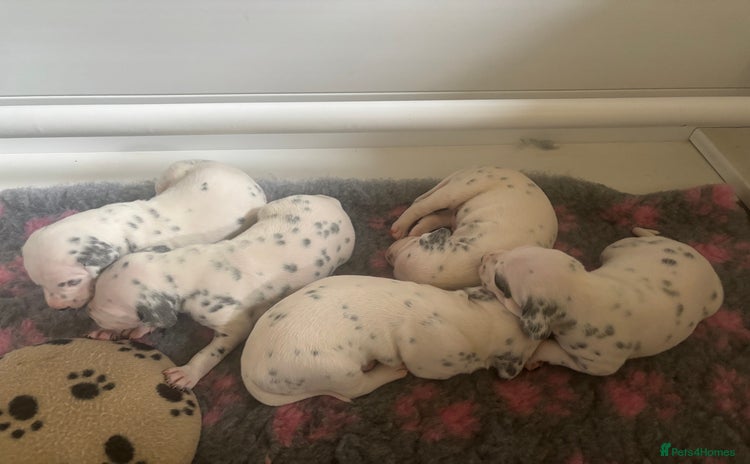 Dalmatian dogs - Advert 1
