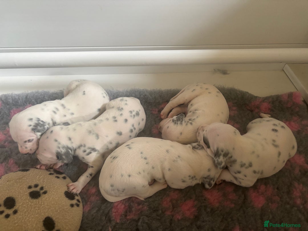 Dalmatian dogs for sale: Malosky Dalmatians  - Image 1