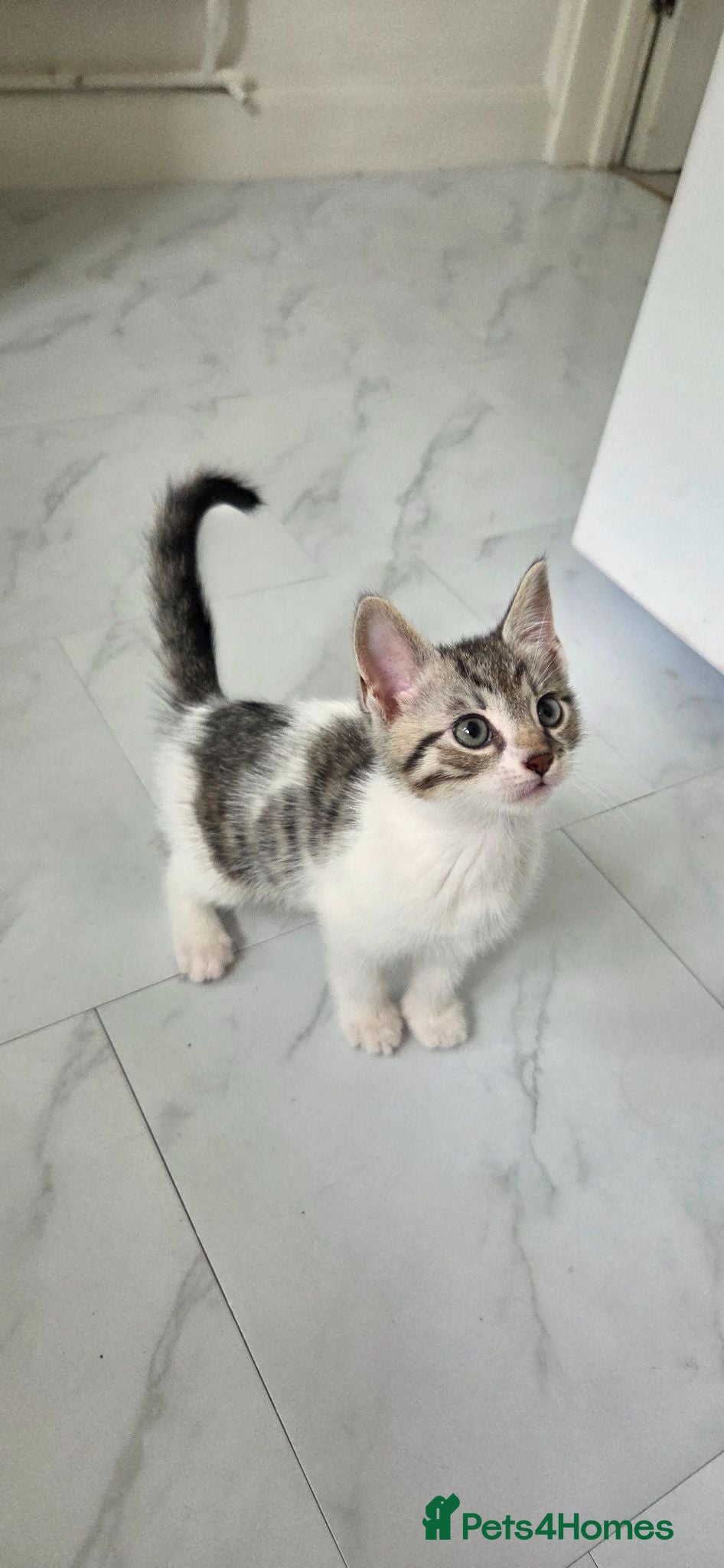Bengal cats Bengal x Main Coon kittens - Advert 22