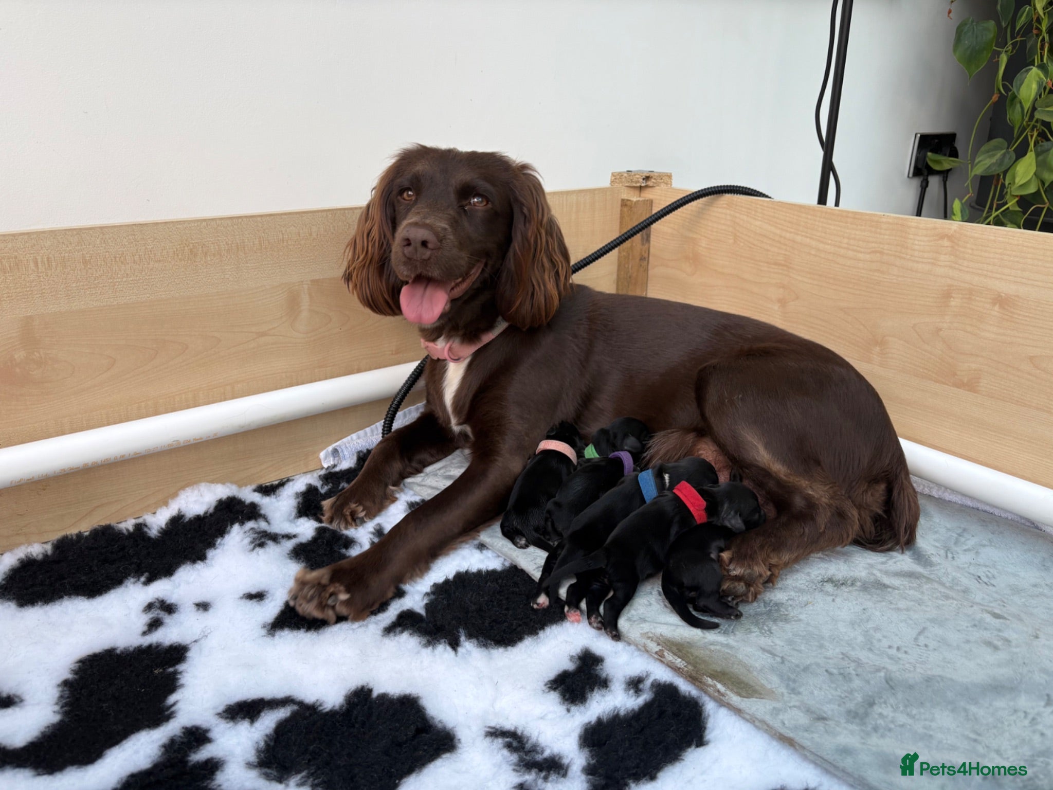 Sprocker dogs Beautiful sprocker puppies  - Advert 1
