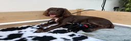Sprocker dogs for sale: Beautiful sprocker puppies  in Redditch - Advert 1