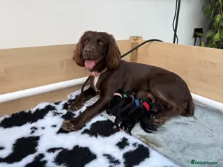 Sprocker dogs Beautiful sprocker puppies - Advert 11