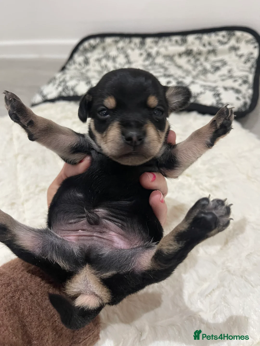 Jackapoo dogs for sale: Quality Jack Russel Puppies for sale 💌 - Advert 16