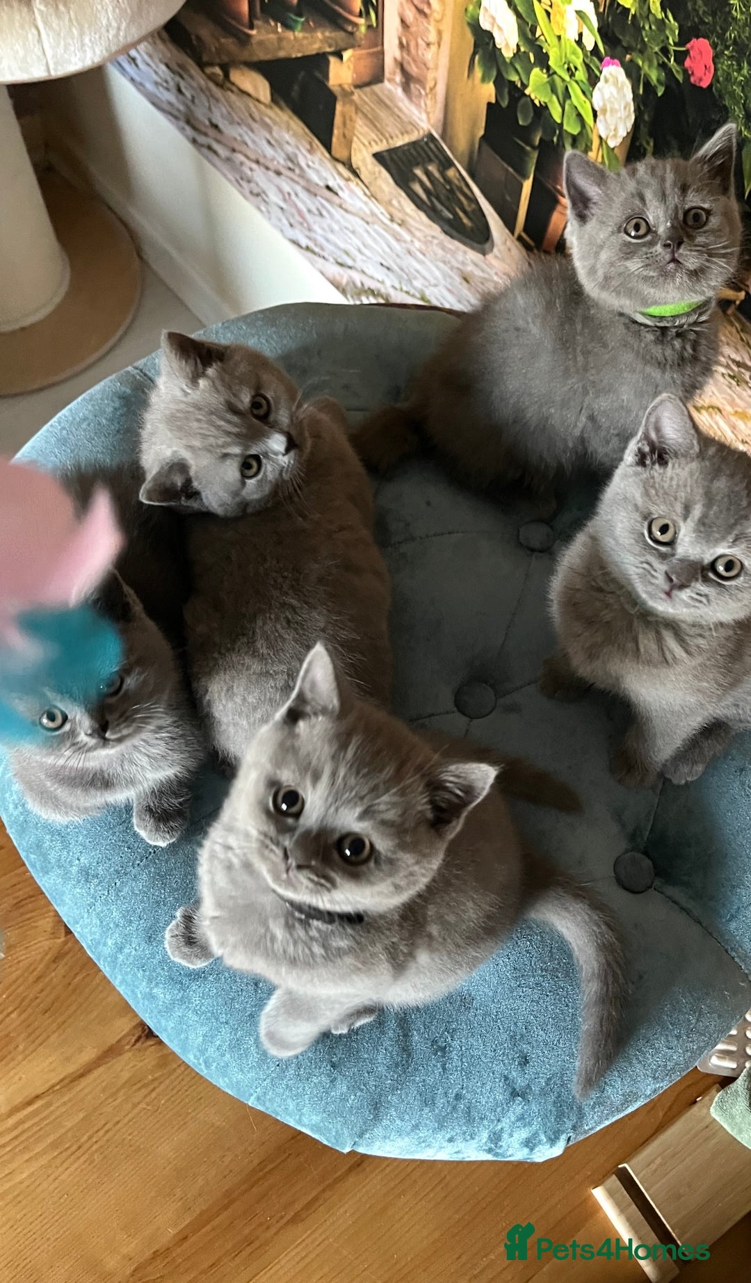 British Shorthair cats for sale: Beautiful British shorthair kittens 🐱 🥰 - Advert 24