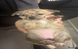 Chihuahua dogs for sale: Chihuahua pups looking for new home   - Advert 5
