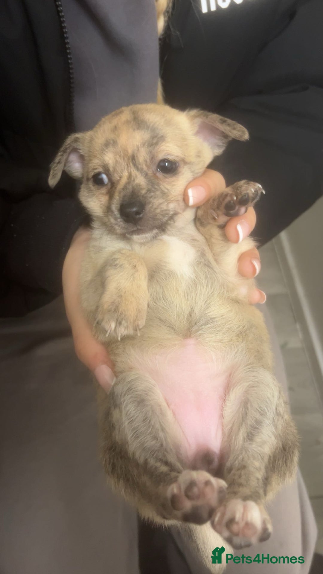 Chihuahua dogs for sale: Chihuahua pups looking for new home   - Advert 5