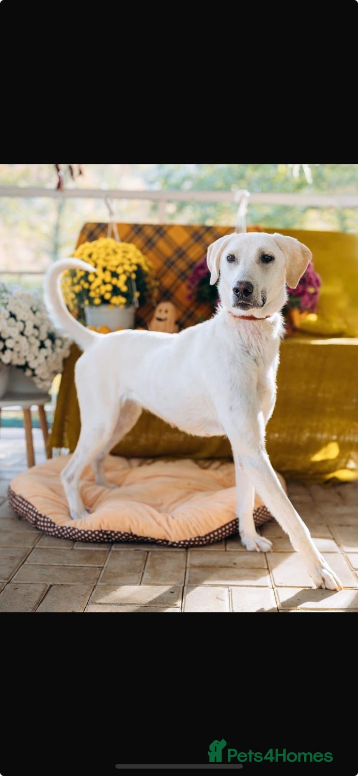 Mixed Breed dogs Sunshine Lab Mix Cutie Ready to Steal Your Heart! - Advert 1