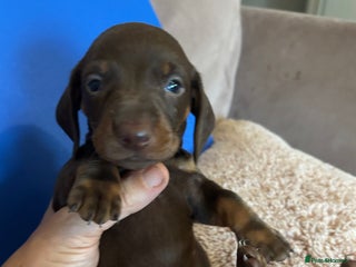 Dachshund dogs - Advert 30