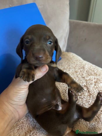 Dachshund dogs - Advert 1