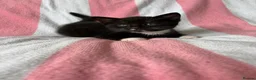 Mixed Breed cats for sale: Kittens, black and white - Advert 20