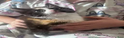 Domestic Shorthair cats for sale: Female Kittens - Advert 10