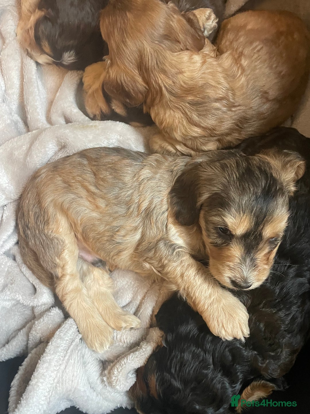 Cockapoo dogs for sale: Stunning sable cockapoos  - Advert 16