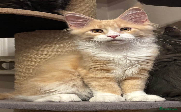 Maine Coon cats - Advert 4